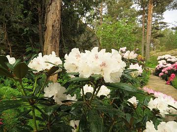 IMG_6837_Ingred_Mehlquist_1024px Rhododendron 'Ingrid Mehlquist'