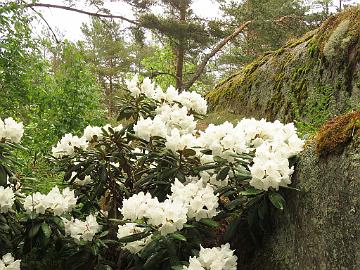 IMG_6839_Anna_H_Hall_1024px Rhododendron 'Anna H. Hall'
