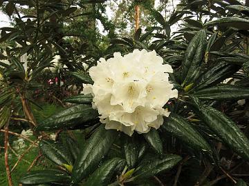 IMG_6844_King's_Ride_1024px Rhododendron 'Kings Ride'