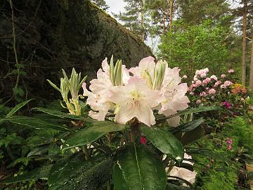 IMG_6846_Edelweiss_1024px Rhododendron 'Edelweiss'