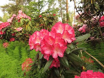 IMG_6851_Fantastica_1024px Rhododendron 'Fantastica'
