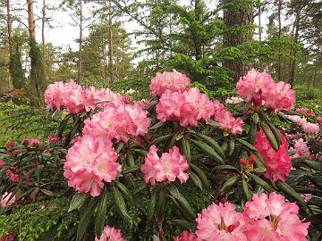 IMG_6853_Emanuela_1024px Rhododendron 'Emanuela'