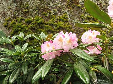 IMG_6860_Brigitte_1024px Rhododendron 'Brigitte'