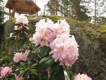 IMG_6862_Dagmar_1024px Rhododendron 'Dagmar'
