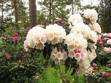 IMG_6865_yakushimanum_Koichiro_Wada_1024px Rhododendron yakushimanum 'Koichiro Wada'