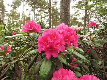 IMG_6867_Helgoland_1024px Rhododendron 'Helgoland'