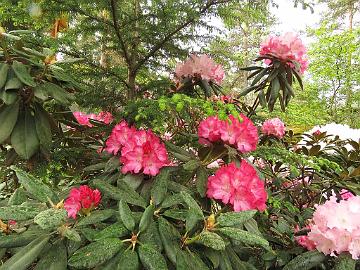 IMG_6871_Fantastica_1024px Rhododendron 'Fantastica'