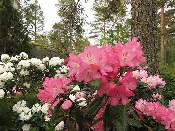 IMG_6875_Sneezy_1024px Rhododendron 'Sneezy'