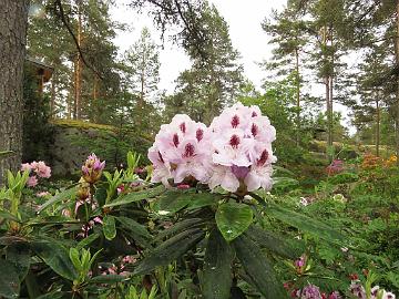 IMG_6879_Calsap_1024px Rhododendron 'Calsap'