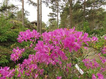 IMG_6883_x_fraseri_1024px Rhododendron x fraseri