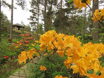 IMG_6887_Golden_Lights_1024px Rhododendron 'Golden Lights'