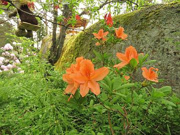 IMG_6889_molle_ssp_japonicum_Karimaa_1024px Rhododendron molle ssp. japonicum (ex Karimaa)