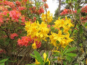 IMG_6895_Kullannuppu_1024px Rhododendron 'Kullannuppu'