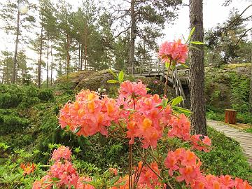 IMG_6897_Aamurusko_1024px Rhododendron 'Aamurusko'