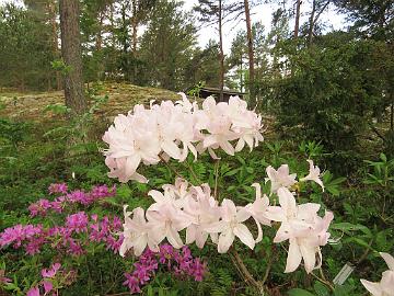 IMG_6900_White_Lights_1024px Rhododendron 'White Lights'