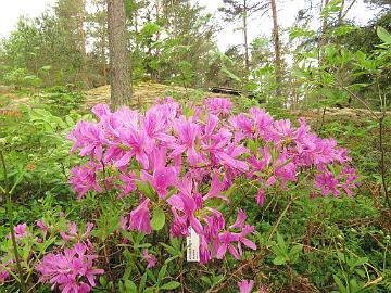 IMG_6902_Lilac_Lights_1024px Rhododendron 'Lilac Lights'