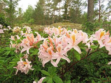 IMG_6904_Pink_and_Sweet_1024px Rhododendron 'Pink and Sweet'