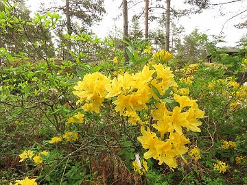 IMG_6907_Lemon_Lights_1024px Rhododendron 'Lemon Lights'