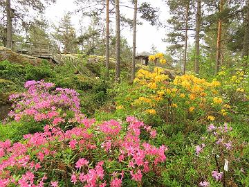 IMG_6909_Rosy_Lights_and_Golde_Lights_1024px Rhododendron 'Rosy Lights' and 'Golden Lights'