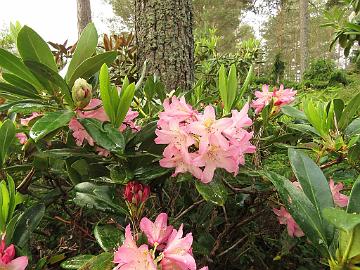 IMG_6913_Elsie_Maria_1024px Rhododendron 'Elsie Maria', named by Kristian Theqvist