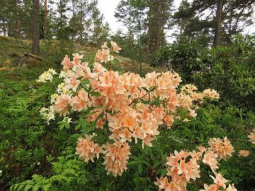 IMG_6915_Spicy_Lights_1024px Rhododendron 'Spicy Lights'