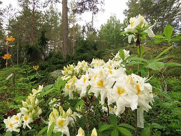 IMG_6918_Schneegold_1024px Rhododendron 'Schneegold'