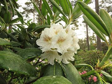 IMG_6920_brachycarpum_var_tigerstedtii_1024px Rhododendron brachycarpum ssp. tigerstedtii