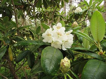 IMG_6922_brachycarpum_var_tigerstedtii_1024px Rhododendron brachycarpum ssp. tigerstedtii