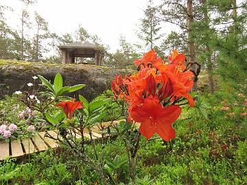 IMG_6923_Aprikot_1024px Rhododendron 'Aprikot'