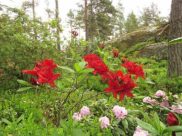 IMG_6925_Nabucco_1024px Rhododendron 'Nabucco'