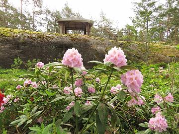 IMG_6927_catawbiense_1024px Rhododendron catawbiense