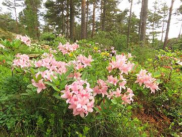 IMG_6934_Soir_de_Paris_1024px Rhododendron 'Soir de Paris'