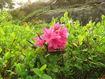 IMG_6939_6944_ferrugineum_Regel_selection_1880_1024px Rhododendron ferrugineum , Regel's selection (Russia)