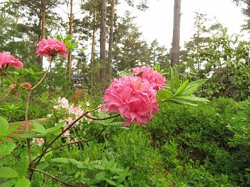 IMG_6944_Homebush_1024px Rhododendron 'Homebush'
