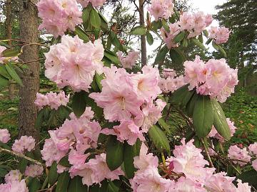 IMG_6946_fortunei_1024px Rhododendron fortunei