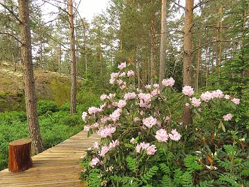 IMG_6947_fortunei_1024px Rhododendron fortunei