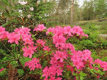 IMG_6950_Rosalind_1024px Rhododendron 'Rosalind'