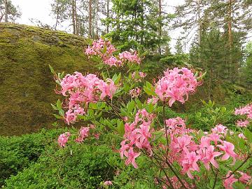 IMG_6952prinophyllum_1024px Rhododendron prinophyllum