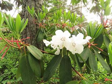 IMG_6957_vernicosum_1024px Rhododendron vernicosum