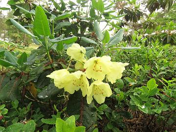 IMG_6959_wardii_KGB-19_1024px Rhododendron wardii , KGB 19