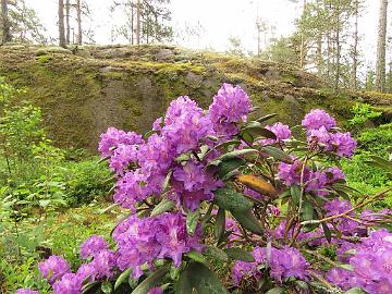 IMG_6961_Alfred_1024px Rhododendron 'Alfred'