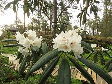 IMG_6963_BVT_x_rex_1024px Rhododendron brachycarpum ssp. ulleungense x rex , a cross by Kaarel Voitk