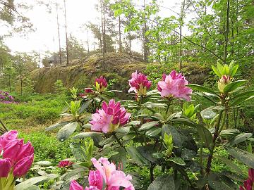 IMG_6966_Dietrich_1024px Rhododendron 'Dietrich'