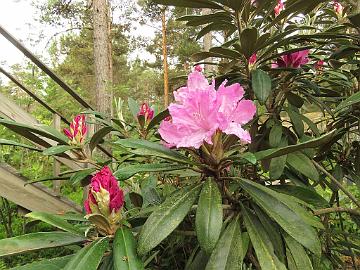 IMG_6969_smirnowii_1024px Rhododendron smrinowii