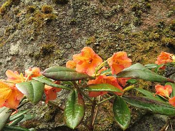 IMG_6975_Bohmen_1024px Rhododendron 'Böhmen'