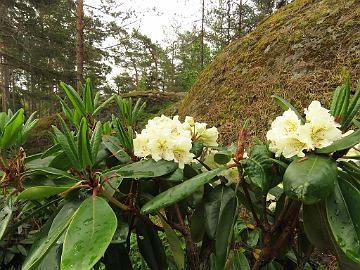 IMG_6979_BVT_x_wardii_02_1024px Rhododendron brachycarpum ssp. tigerstedtii x wardii , a cross by Peter Tigerstedt