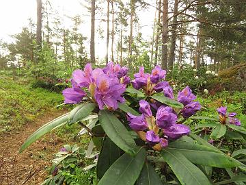 IMG_6981_Blutopia_1024px Rhododendron 'Blutopia'