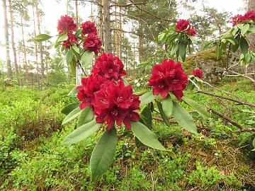 IMG_6983_Henry's_Red_1024px Rhododendron 'Henry's Red'