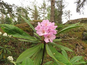 IMG_6985_Bellefontaine_1024px Rhododendron 'Bellefontaine'