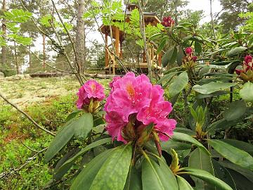 IMG_6987_Eino_1024px Rhododendron 'Eino'